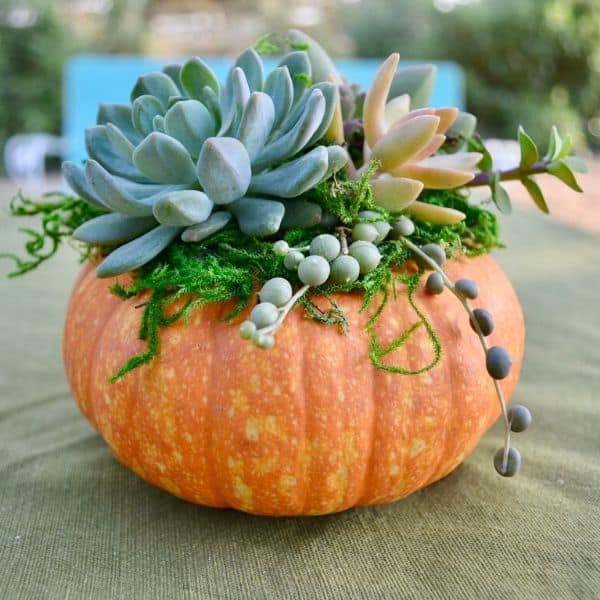 Fall Pumpkins and Succulents