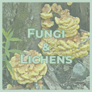 Title image: 'FUNGI & LICHENS' over yellow shelf fungi growing on a log, with a pale green border in the background.