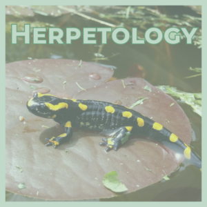 Black salamander with yellow spots on a brown lily pad in a pond, representing herpetology.