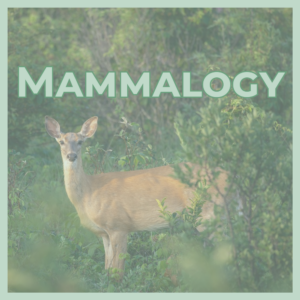 Cover image of a deer in green brush with the title 'MAMMALOGY' in large mint letters across the top.