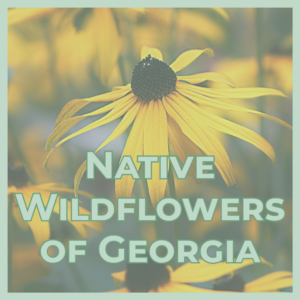 Close-up of a yellow wildflower with overlaid text 'Native Wildflowers of Georgia'.