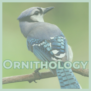 Blue jay perched on a branch with the word ORNITHOLOGY in bold pale-green letters overlaid across the bottom.