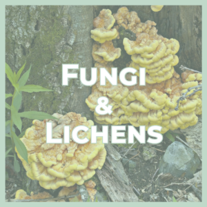 Poster about fungi and lichens showing yellow bracket fungi on a log with a mint-green border and the bold title 'FUNGI & LICHENS'.