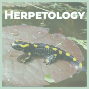 Fire salamander with yellow spots on a lily pad by a pond, used for a Herpetology banner.