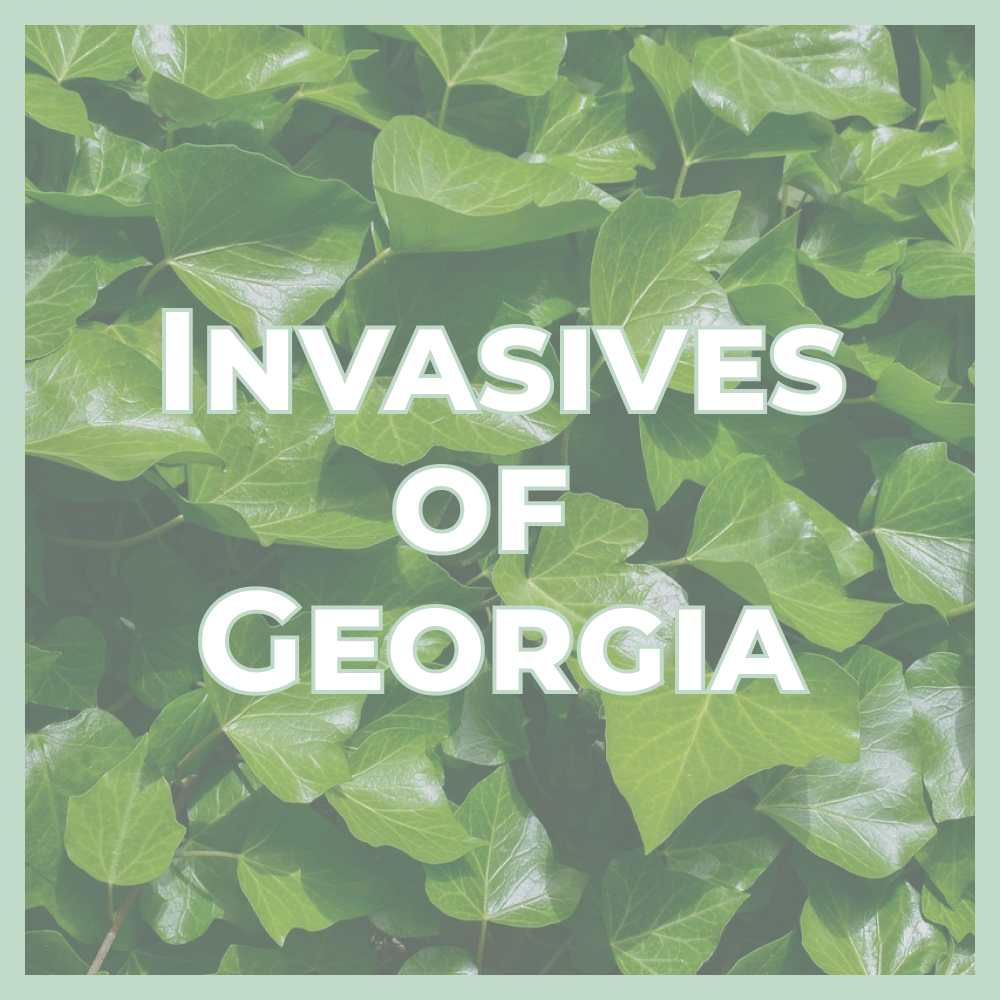Poster title 'Invasives of Georgia' displayed over a dense green leaf background, conveying a Georgia invasive plants guide.