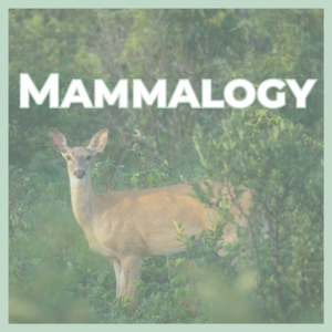 Deer standing among green bushes with a large 'MAMMALOGY' title across the scene.