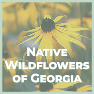 Close-up of a yellow coneflower with bold white title 'Native Wildflowers of Georgia' over a mint border.