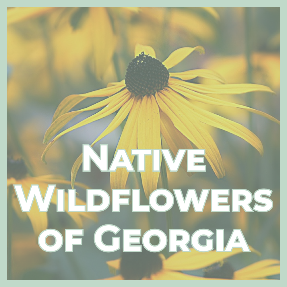 Close-up of a yellow coneflower with bold white title 'Native Wildflowers of Georgia' over a mint border.