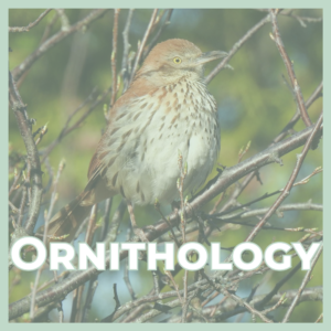 Brown bird perched on thin branches with a pale green border and the word ORNITHOLOGY overlaid at the bottom.