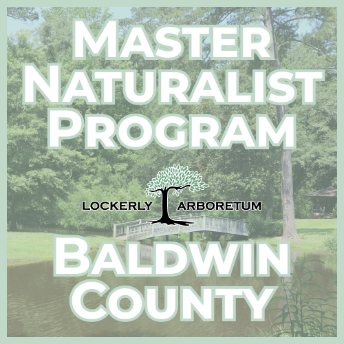 Poster-style graphic announcing the Master Naturalist Program in Baldwin County, with a Lockerly Arboretum logo over a park scene in the background.